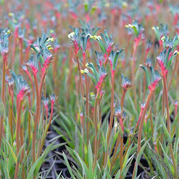 Anigozanthos Bush Celebrations Fireworks (Fireworks Kangaroo Paw)