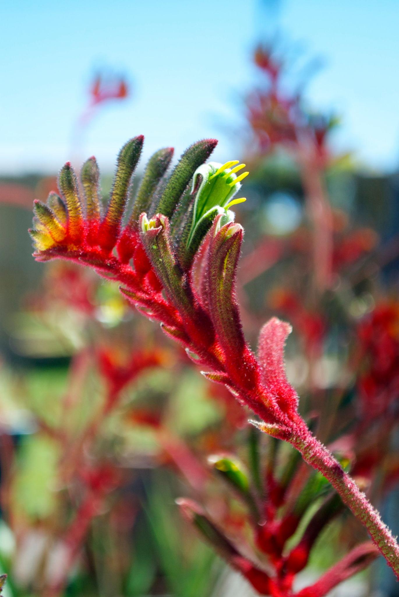Anigozanthos Bush Celebrations Fireworks (Fireworks Kangaroo Paw)