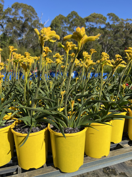 Anigozanthos 'Bush Zest' (Kangaroo Paw)