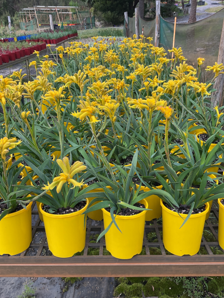 Anigozanthos 'Bush Zest' (Kangaroo Paw)
