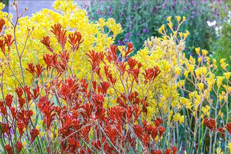 Anigozanthos Flavidus (Kangaroo Paw Glow)