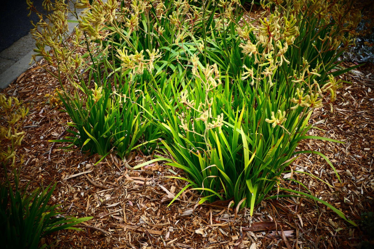 Anigozanthos Flavidus (Kangaroo Paw Glow)