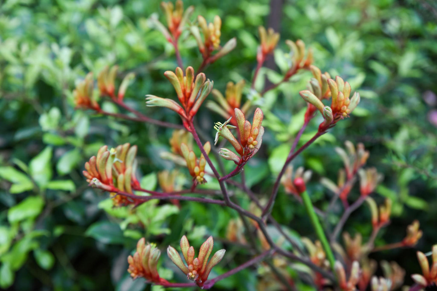Anigozanthos Flavidus (Kangaroo Paw Glow)