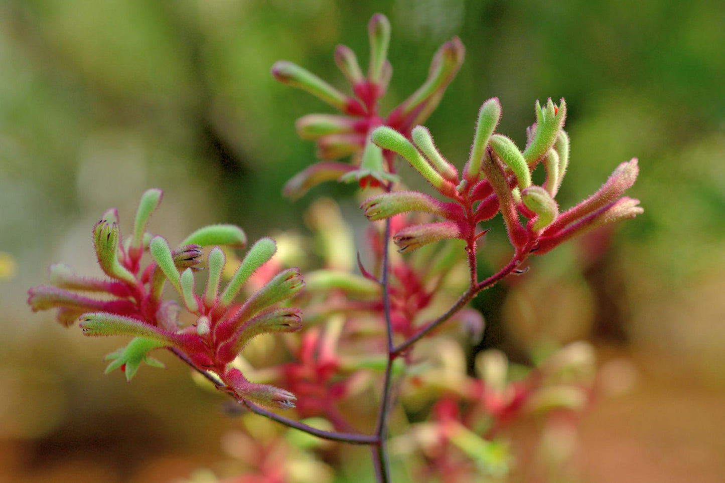 Anigozanthos Flavidus (Kangaroo Paw Glow)
