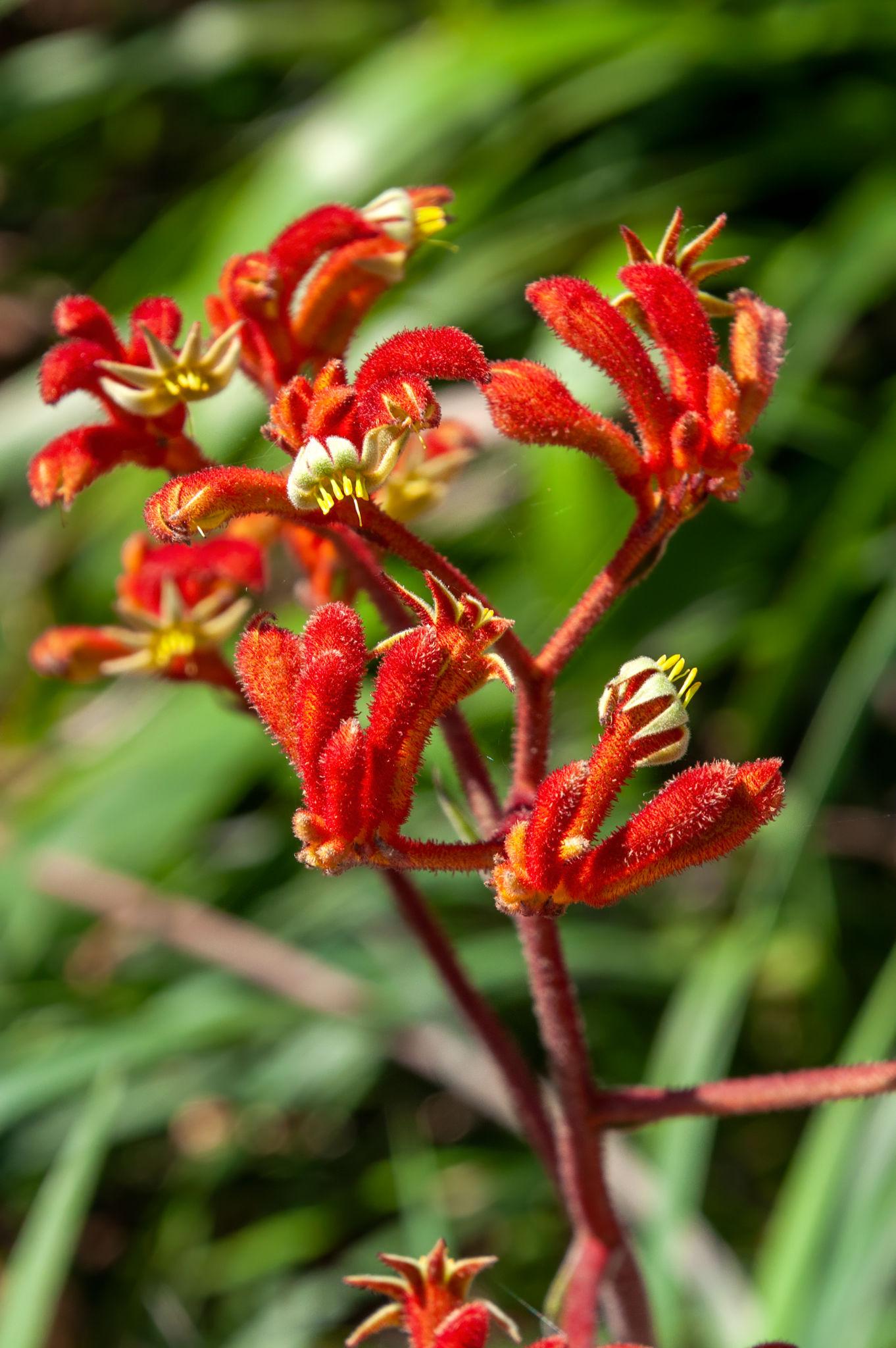 Anigozanthos Flavidus (Kangaroo Paw Glow)