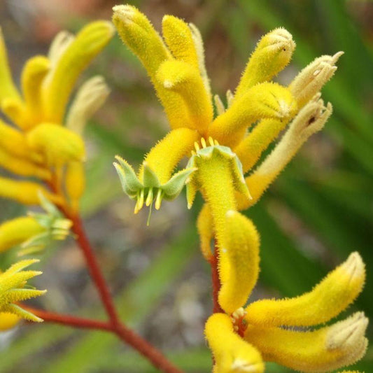 Anigozanthos Flavidus ‘Yellow Form’ (Yellow Kangaroo Paw)