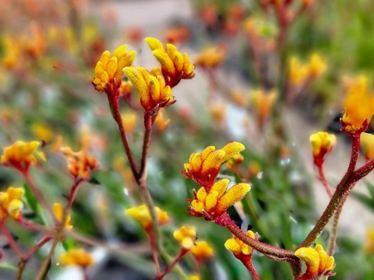 Anigozanthos Hybrid ‘Gold Velvet’ (Gold Velvet Kangaroo Paw)