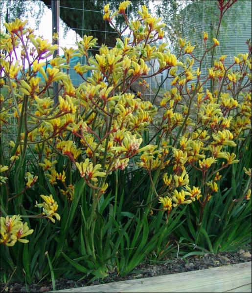 Anigozanthos Hybrid ‘Gold Velvet’ (Gold Velvet Kangaroo Paw)