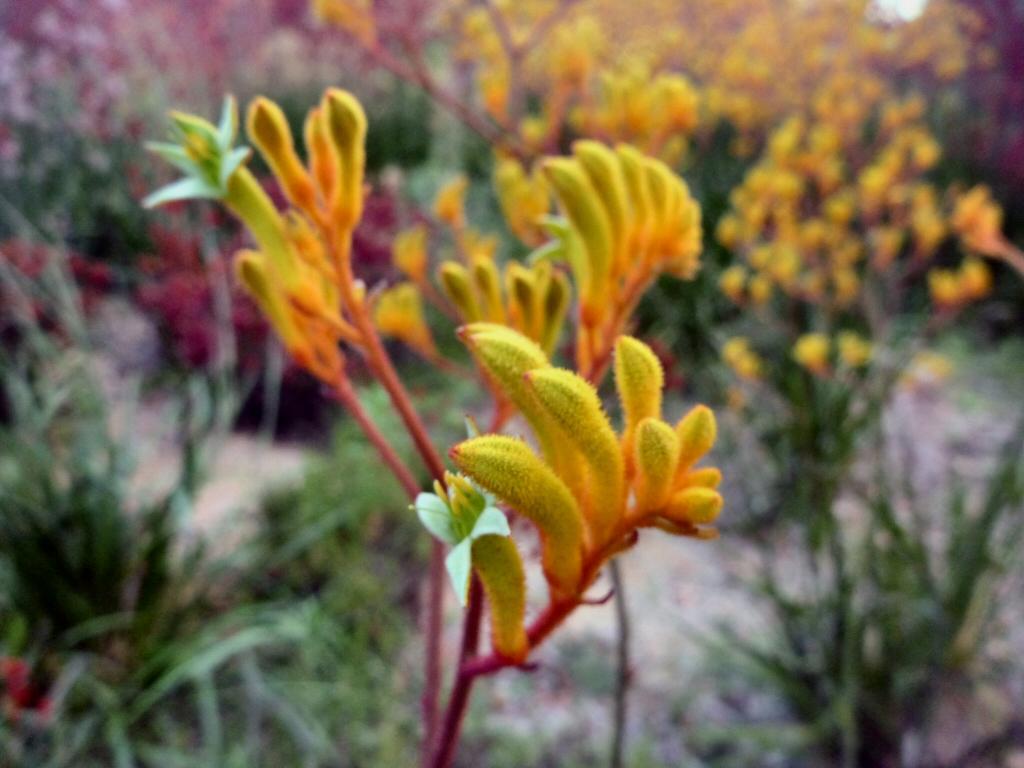 Anigozanthos Hybrid ‘Gold Velvet’ (Gold Velvet Kangaroo Paw)