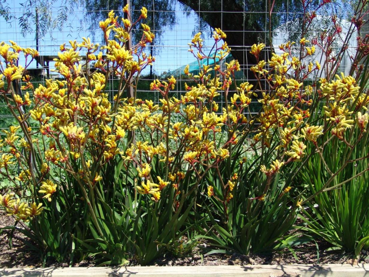 Anigozanthos Hybrid ‘Gold Velvet’ (Gold Velvet Kangaroo Paw)