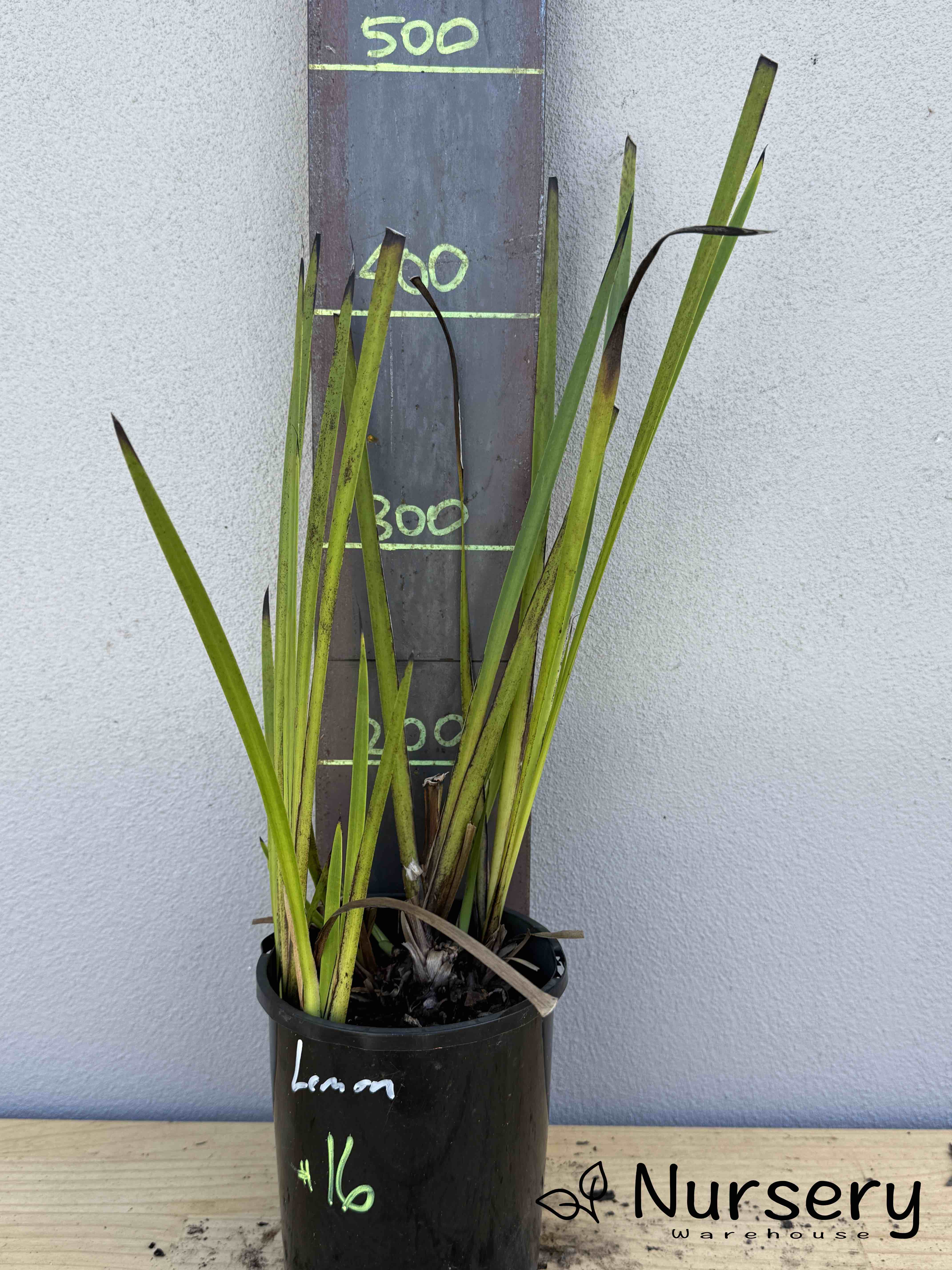 Anigozanthos Lemon (Kangaroo Paw Lemon) (#016)
