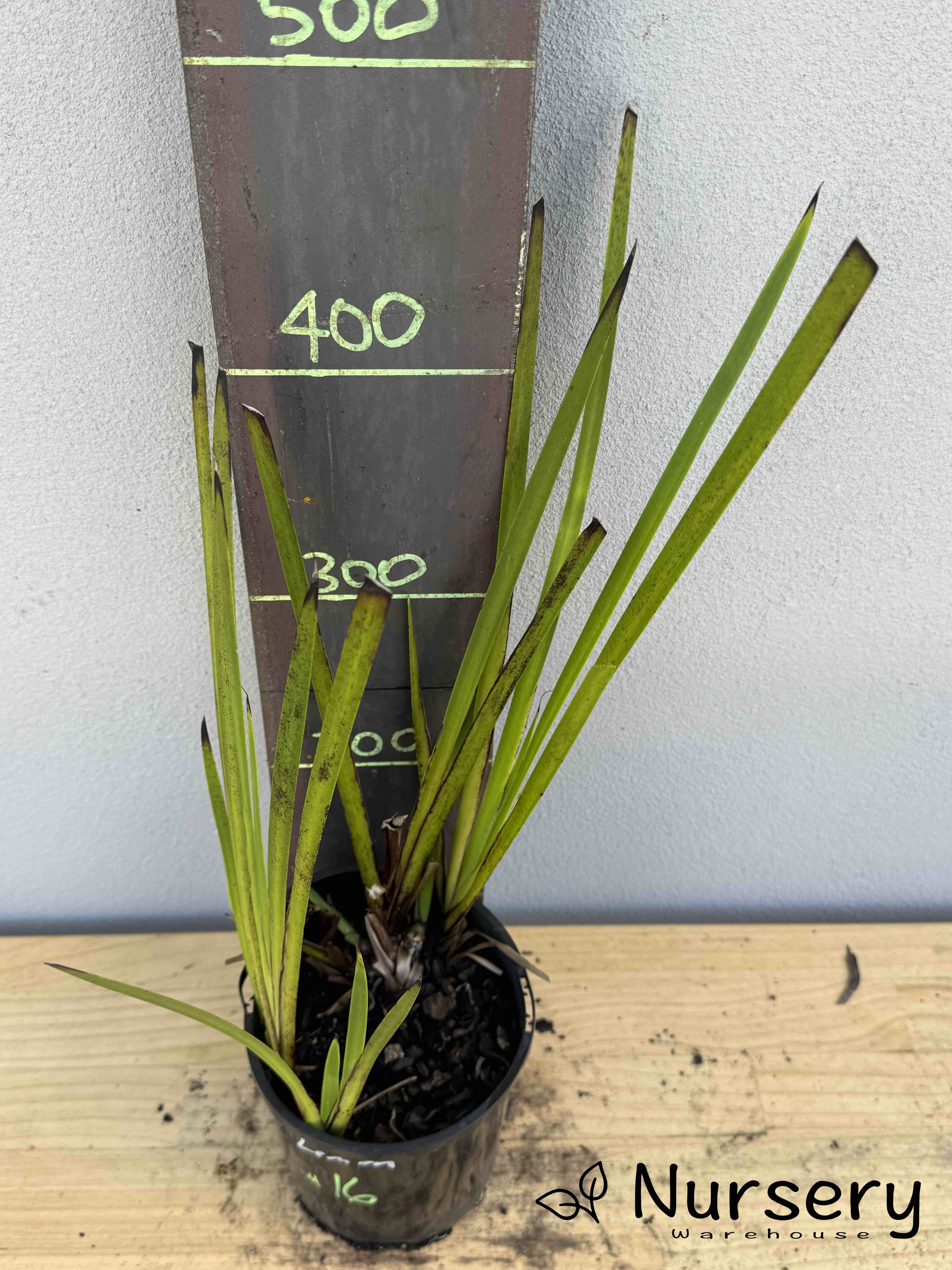 Anigozanthos Lemon (Kangaroo Paw Lemon) (#016)