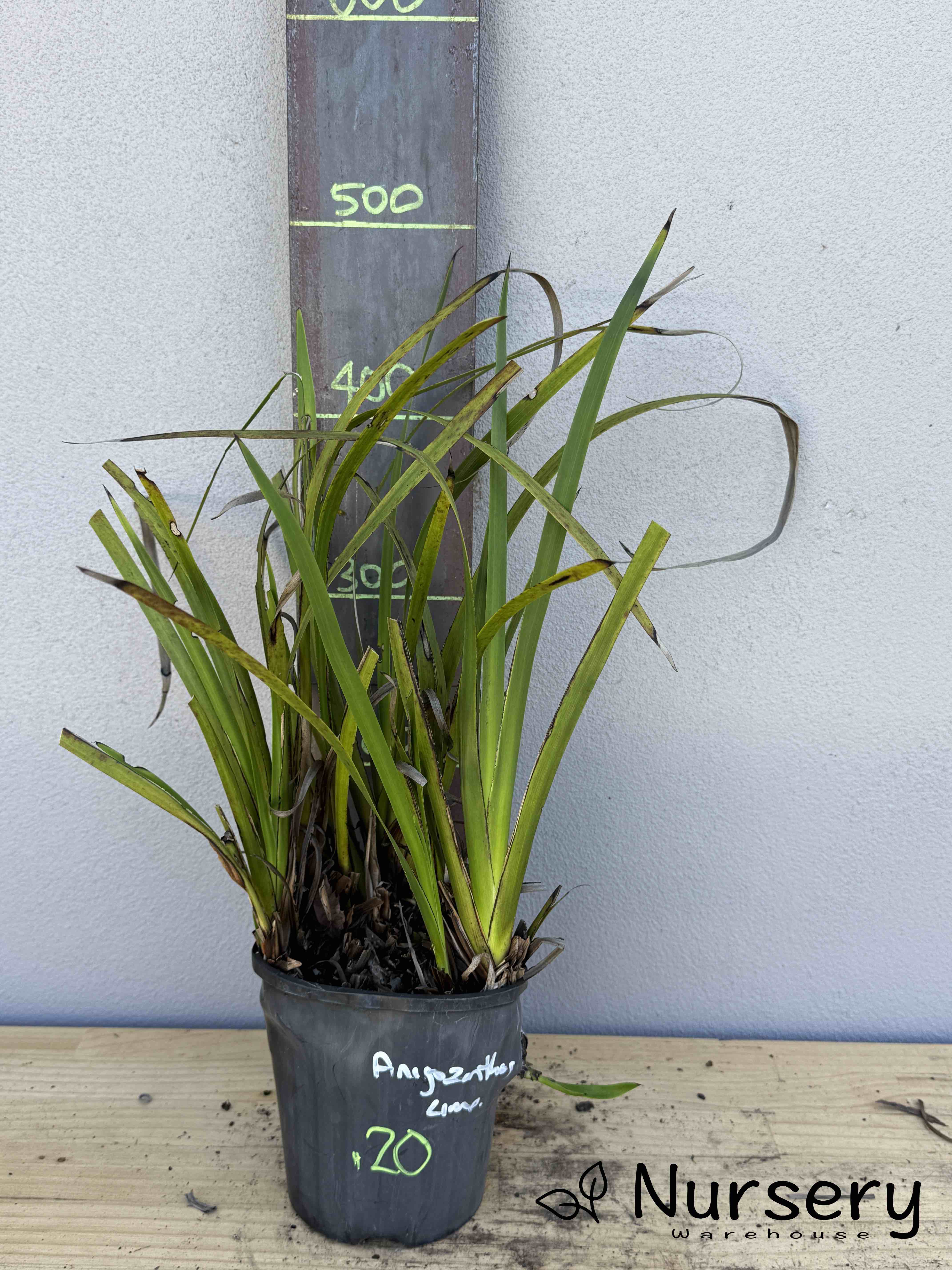 Anigozanthos Lime (Kangaroo Paw Lime) (#020)