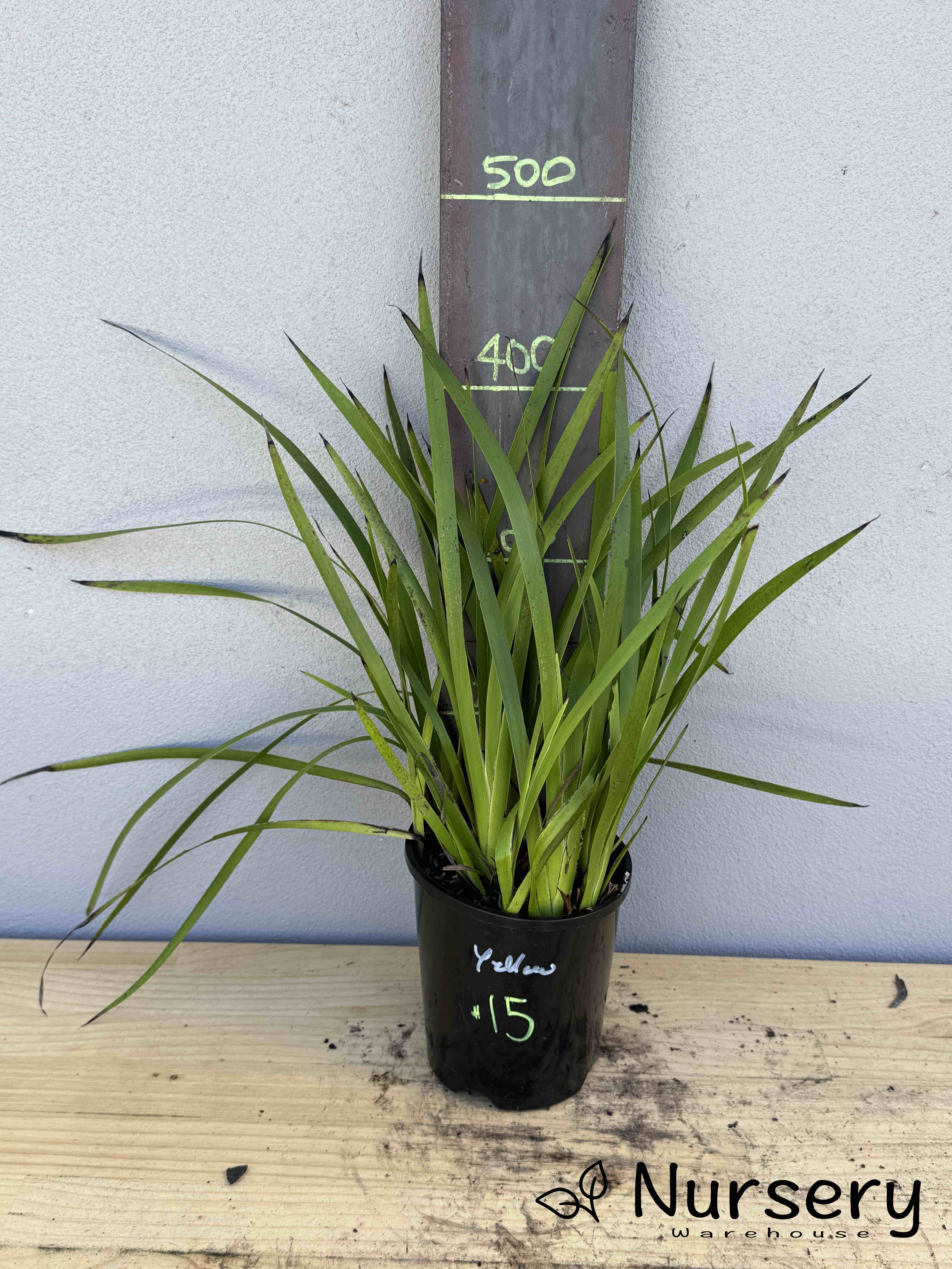 Anigozanthos Yellow (Kangaroo Paw Yellow) (#015)