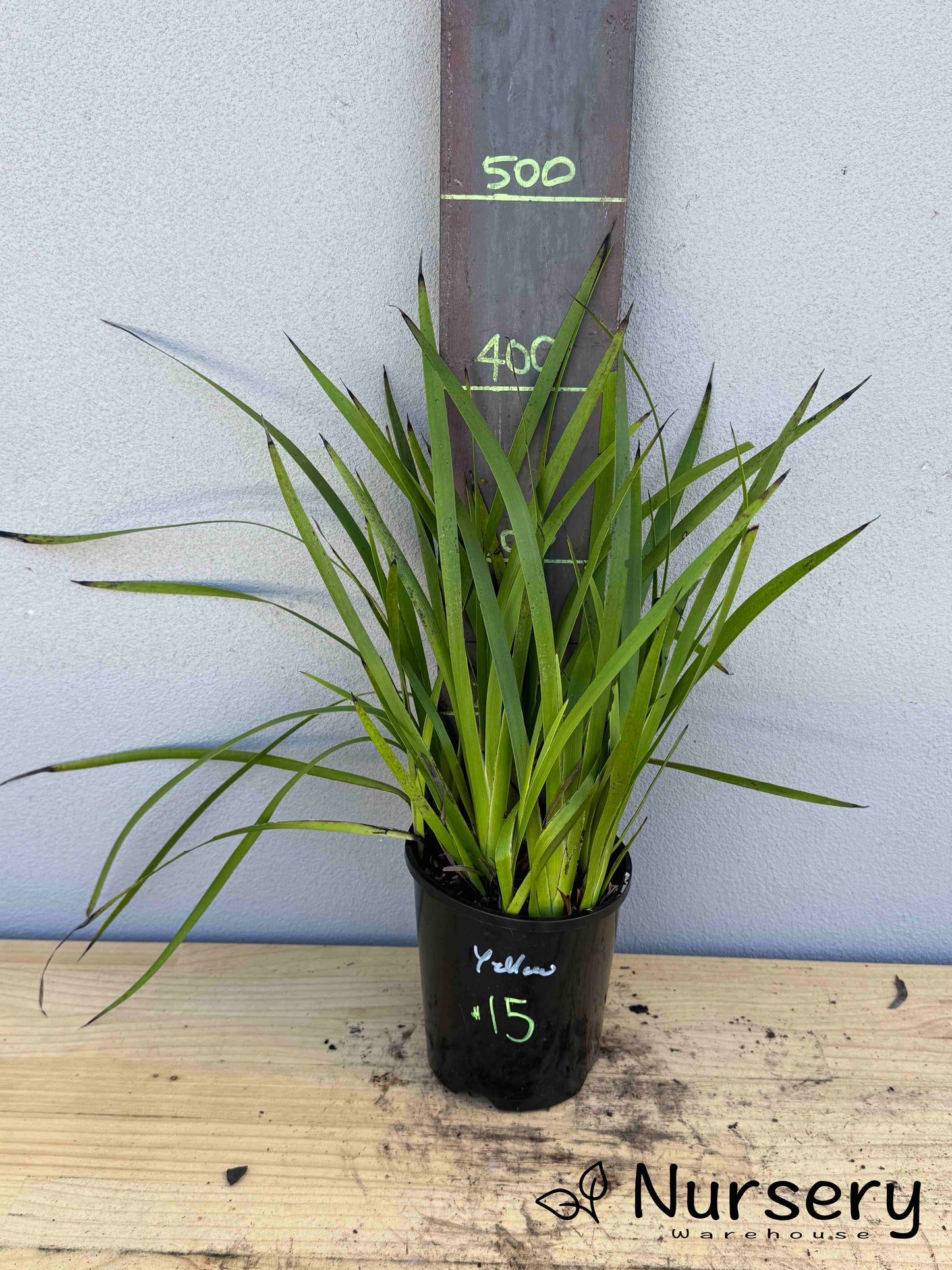 Anigozanthos Yellow (Kangaroo Paw Yellow) (#015)