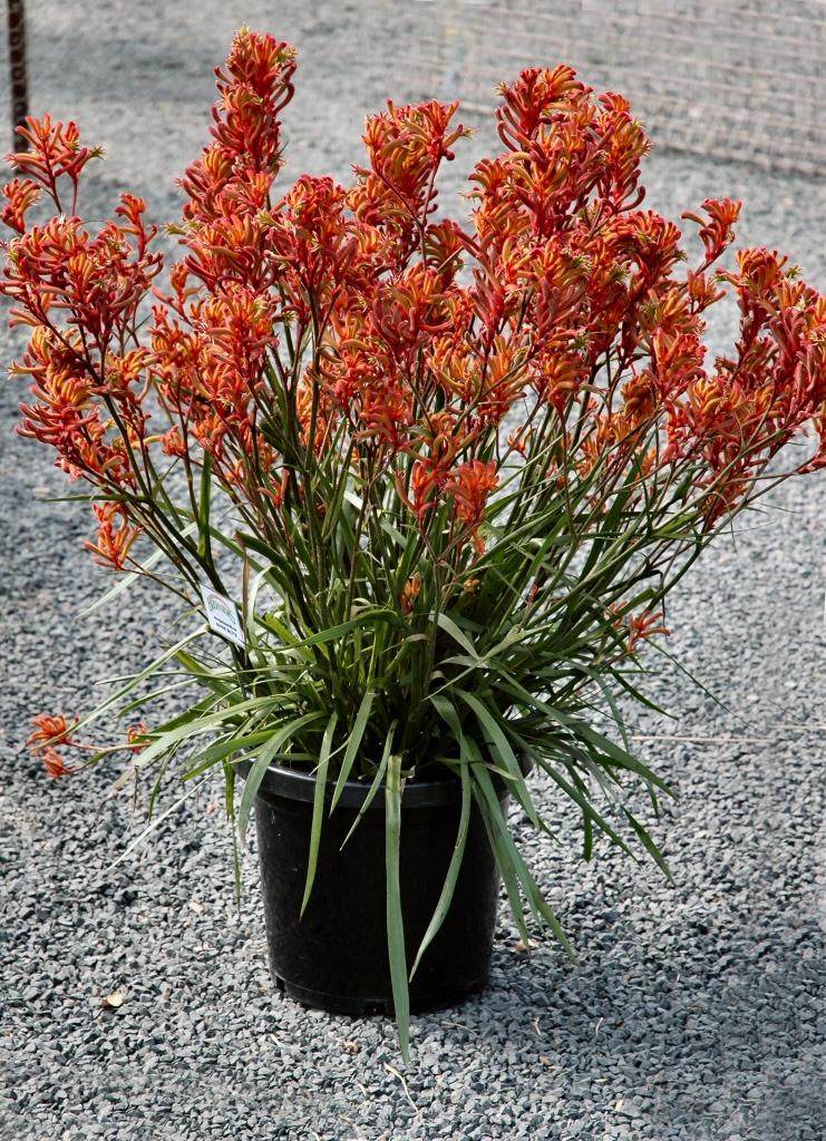 Anigozanthos ‘Bush Blitz’ (Bush Blitz Kangaroo Paw)