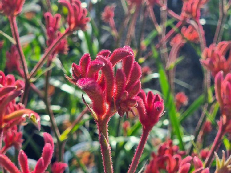 Anigozanthos ‘Bush Blitz’ (Bush Blitz Kangaroo Paw)