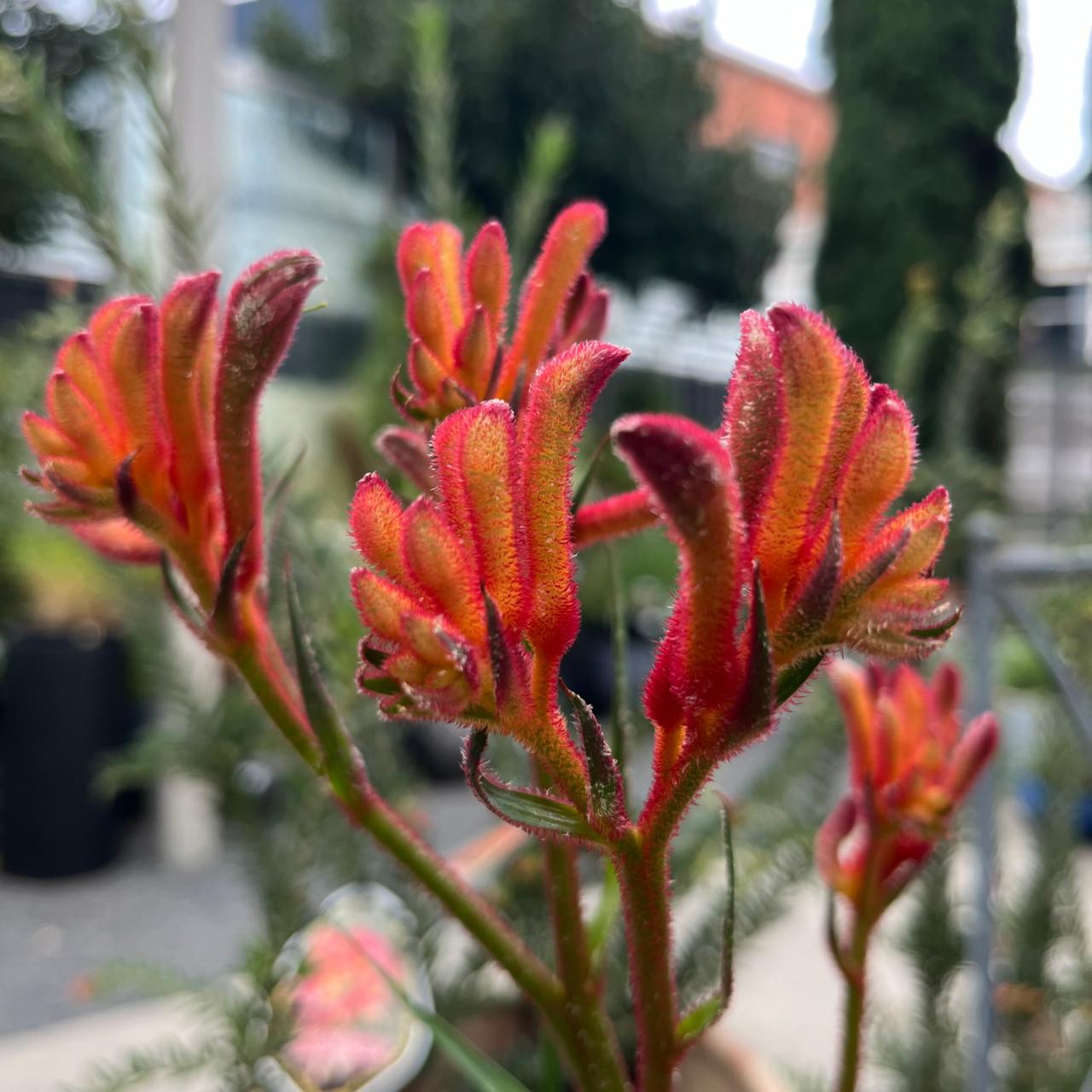 Anigozanthos ‘Bush Blitz’ (Bush Blitz Kangaroo Paw)