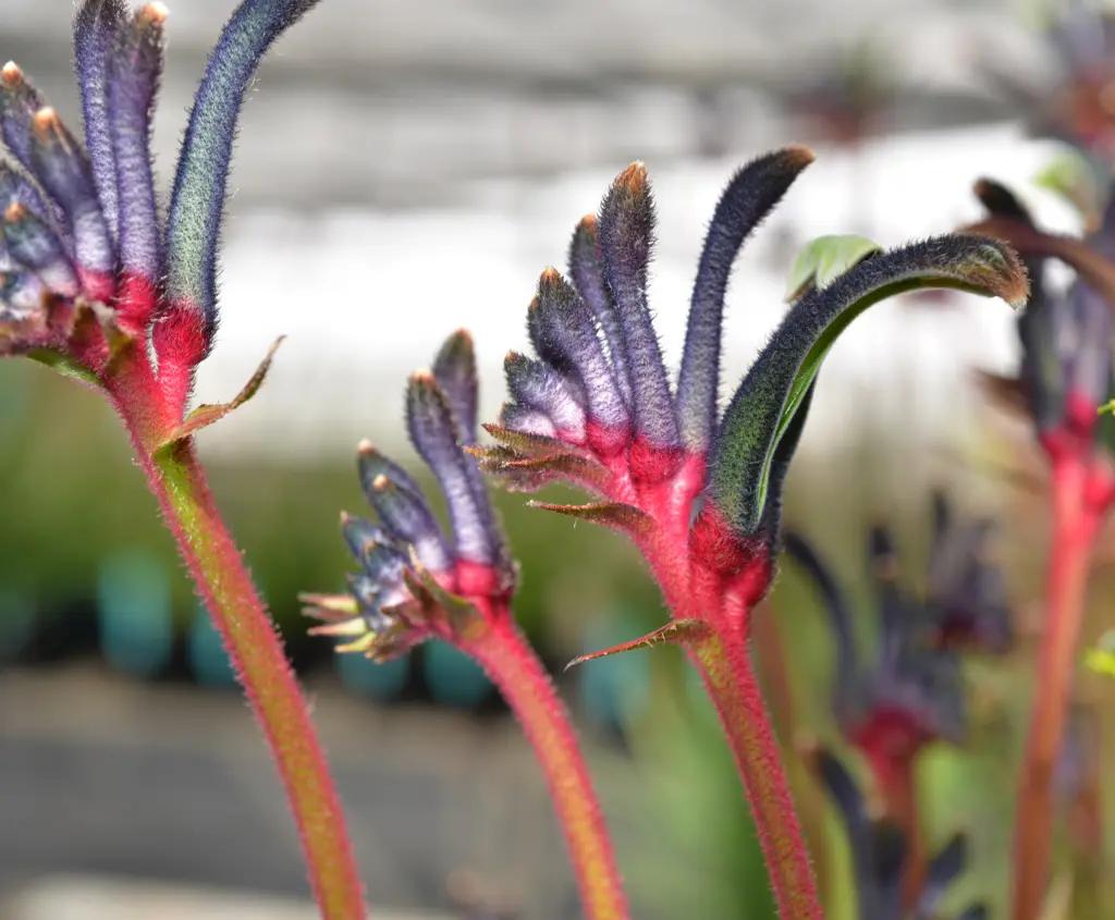 Anigozanthos Hybrid ‘Celebrations Jazz’ (Kangaroo Paw)