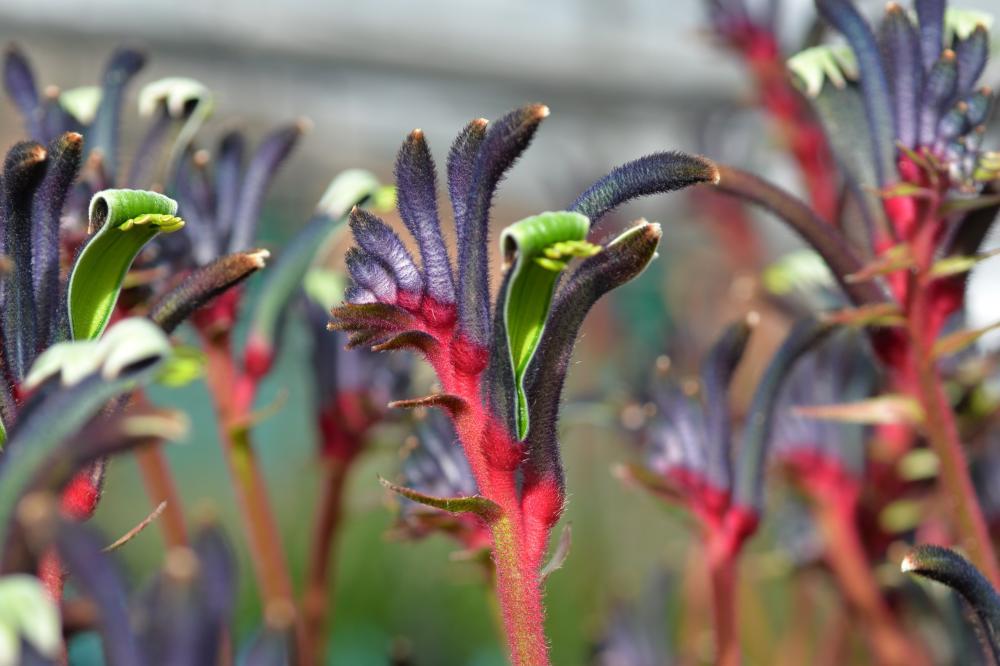Anigozanthos Hybrid ‘Celebrations Jazz’ (Kangaroo Paw)