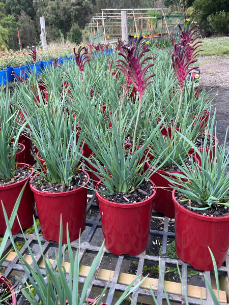 Anigozanthos Hybrid ‘Celebrations Jazz’ (Kangaroo Paw)
