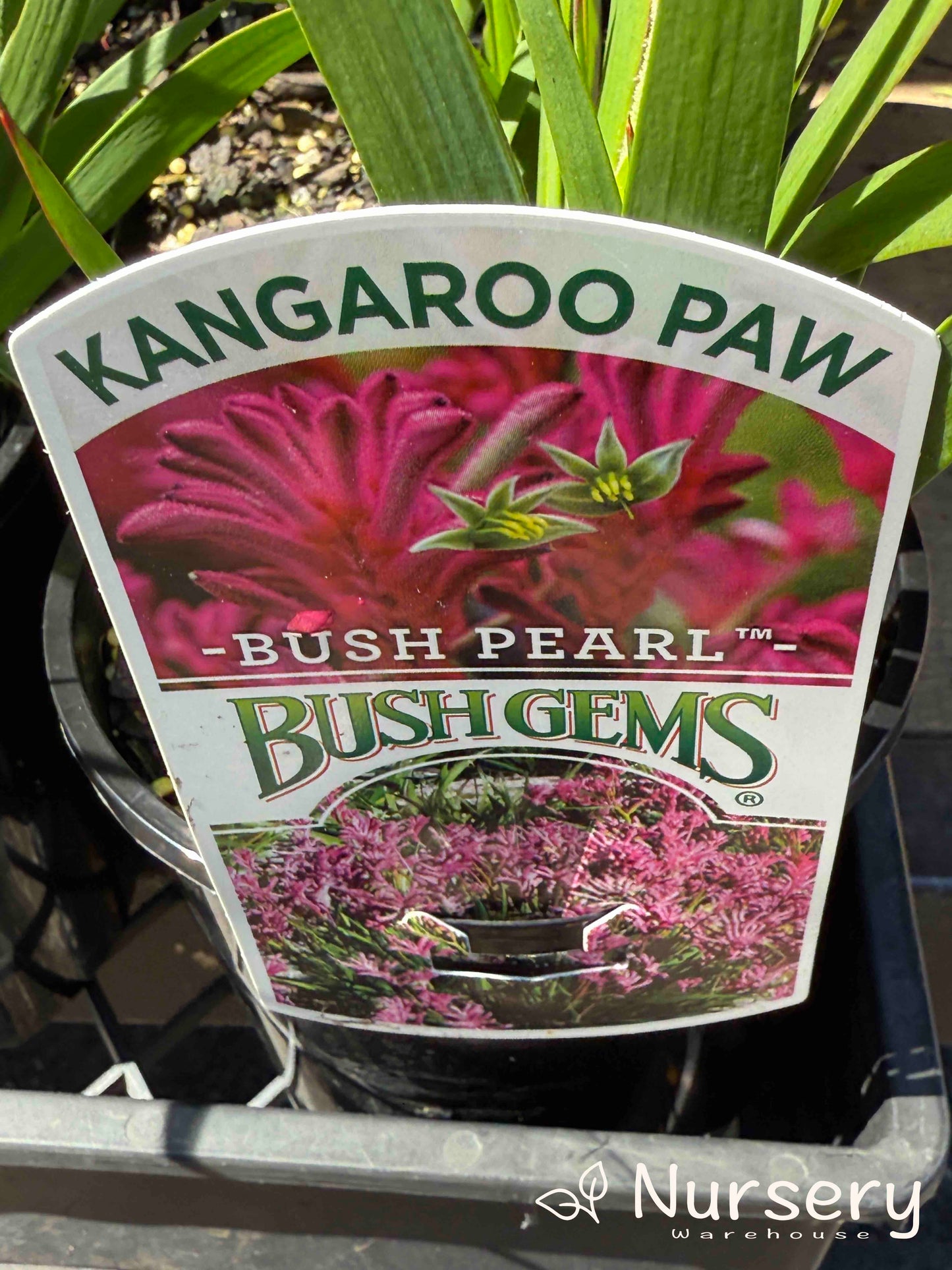 Anigozanthos ‘Bush Pearl’ (Kangaroo Paw ‘Bush Pearl’)