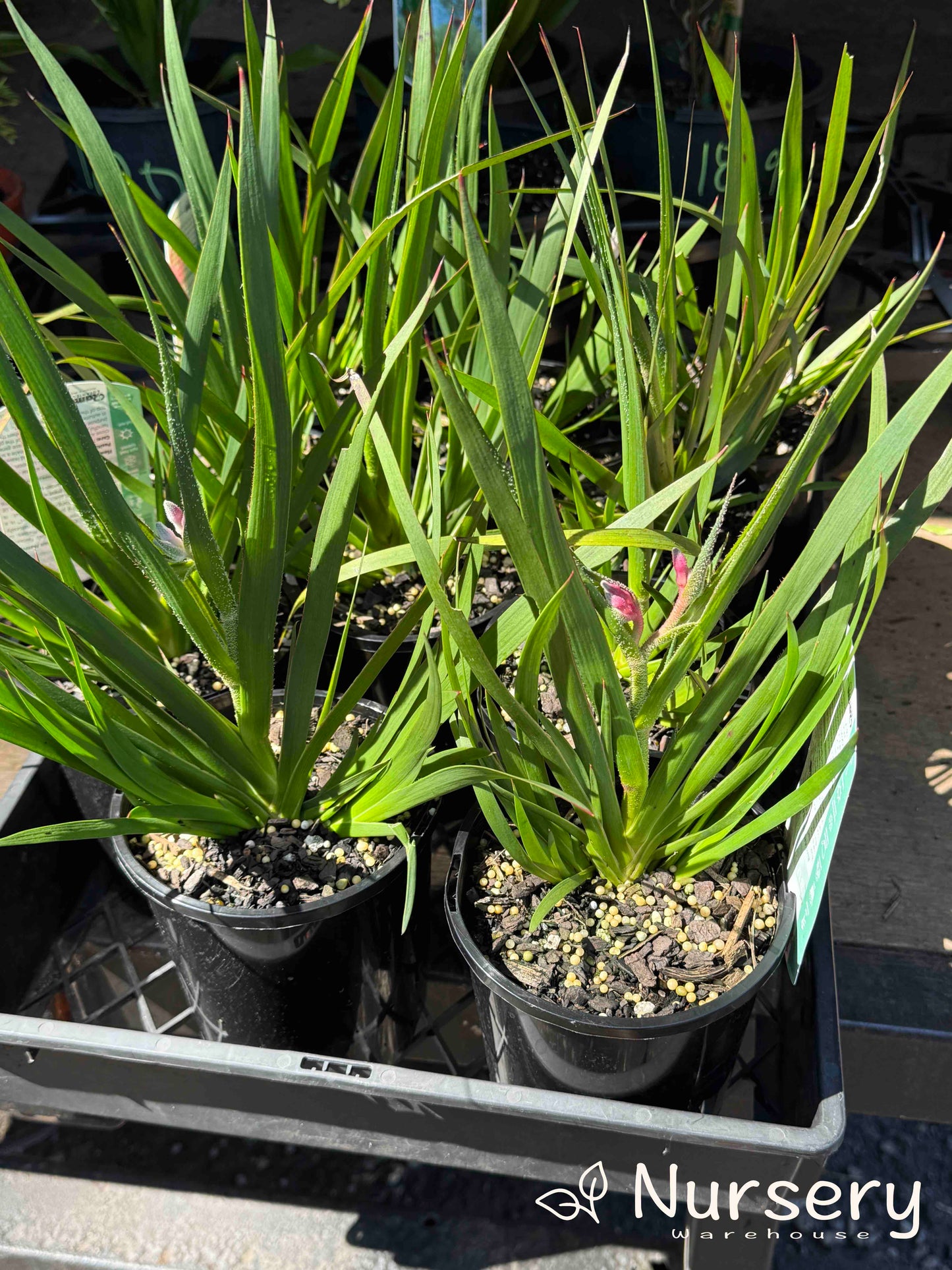 Anigozanthos ‘Bush Pearl’ (Kangaroo Paw ‘Bush Pearl’)