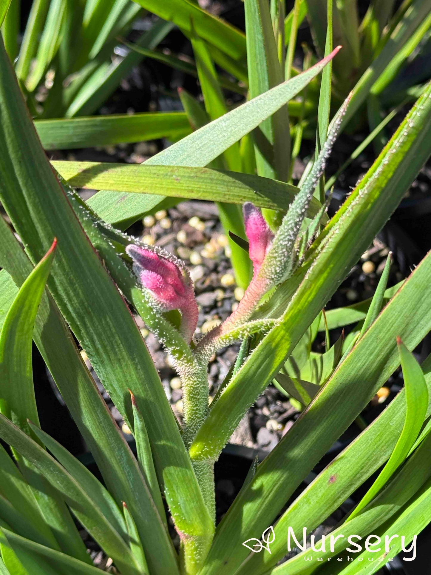 Anigozanthos ‘Bush Pearl’ (Kangaroo Paw ‘Bush Pearl’)