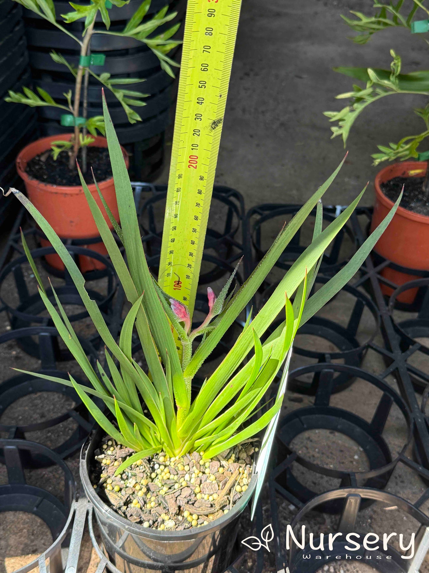 Anigozanthos ‘Bush Pearl’ (Kangaroo Paw ‘Bush Pearl’)