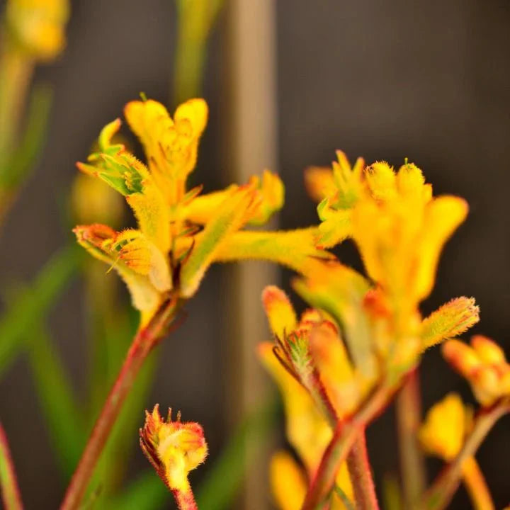 Anigozanthos 'Bush Zest' (Kangaroo Paw)