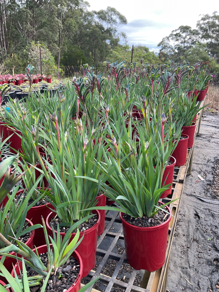 Anigozanthos Bush Celebrations Fireworks (Fireworks Kangaroo Paw)