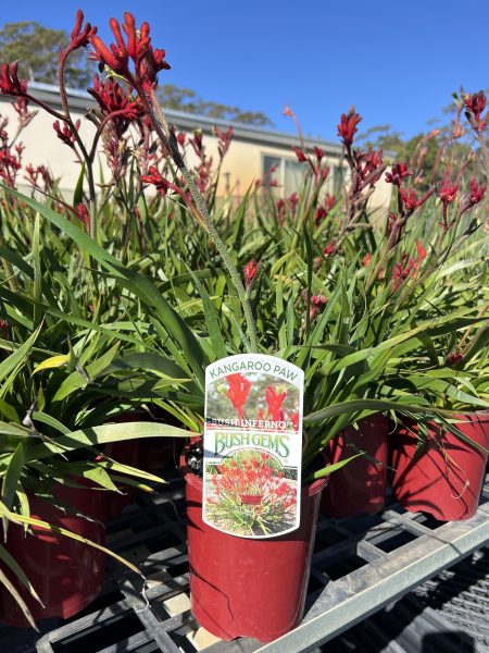 Anigozanthos ‘Bush Inferno’ (Kangaroo Paw)