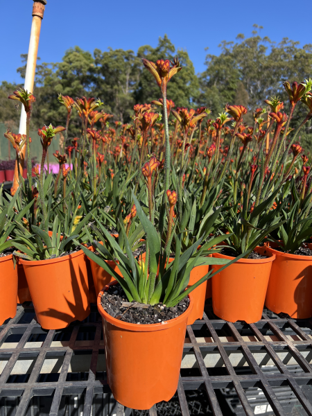 Anigozanthos ‘Bush Surprise’ (Kangaroo Paw – Bush Surprise)