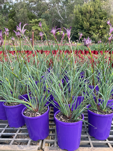 Anigozanthos ‘Carnivale’ (Kangaroo Paw – Carnivale)