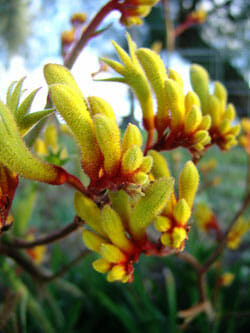 Anigozanthos Hybrid ‘Gold Velvet’ (Gold Velvet Kangaroo Paw)