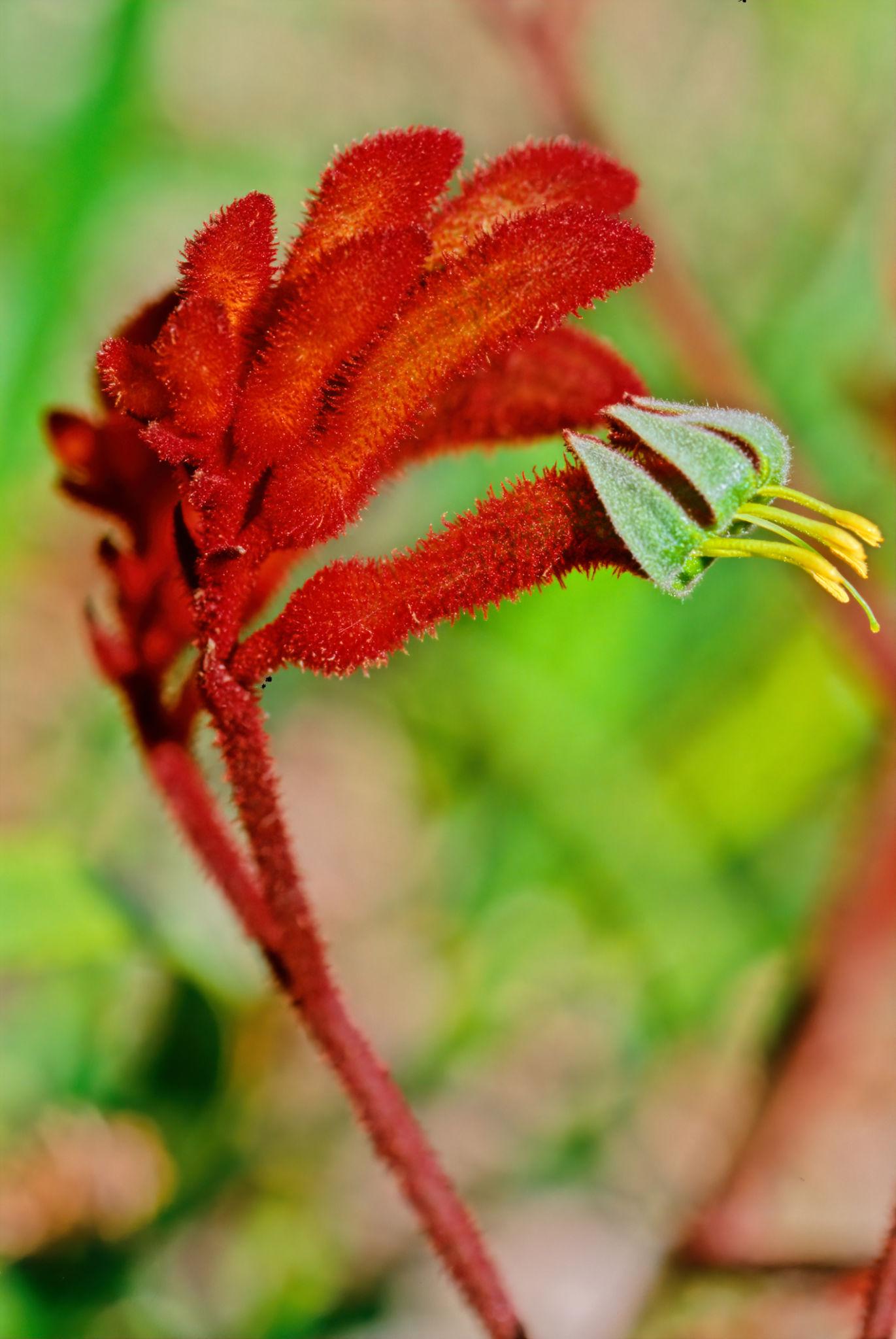Anigozanthos Hybrid 'Regal Velvet'