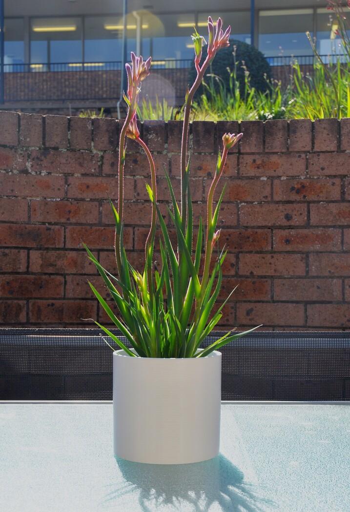 Anigozanthos Hybrid 'Regal Velvet'