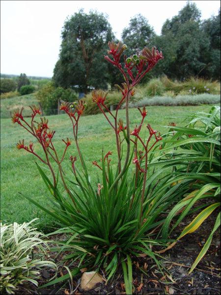 Anigozanthos Hybrid 'Regal Velvet'