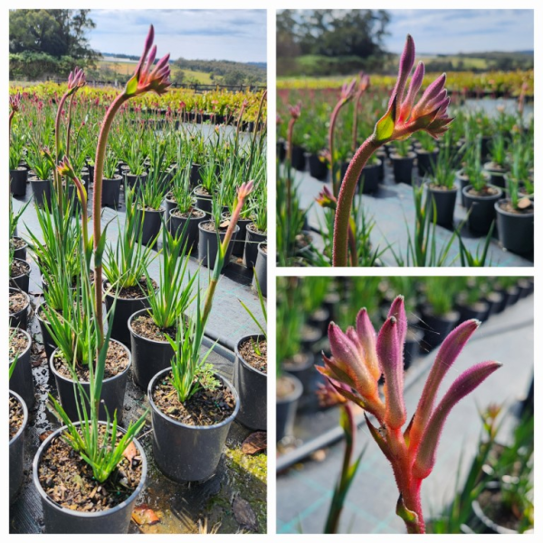 Anigozanthos 'Kings Park Royal' (Kangaroo Paw)