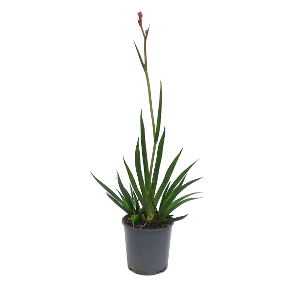 Anigozanthos 'Landscape Scarlet' (Landscape Scarlet Kangaroo Paw)
