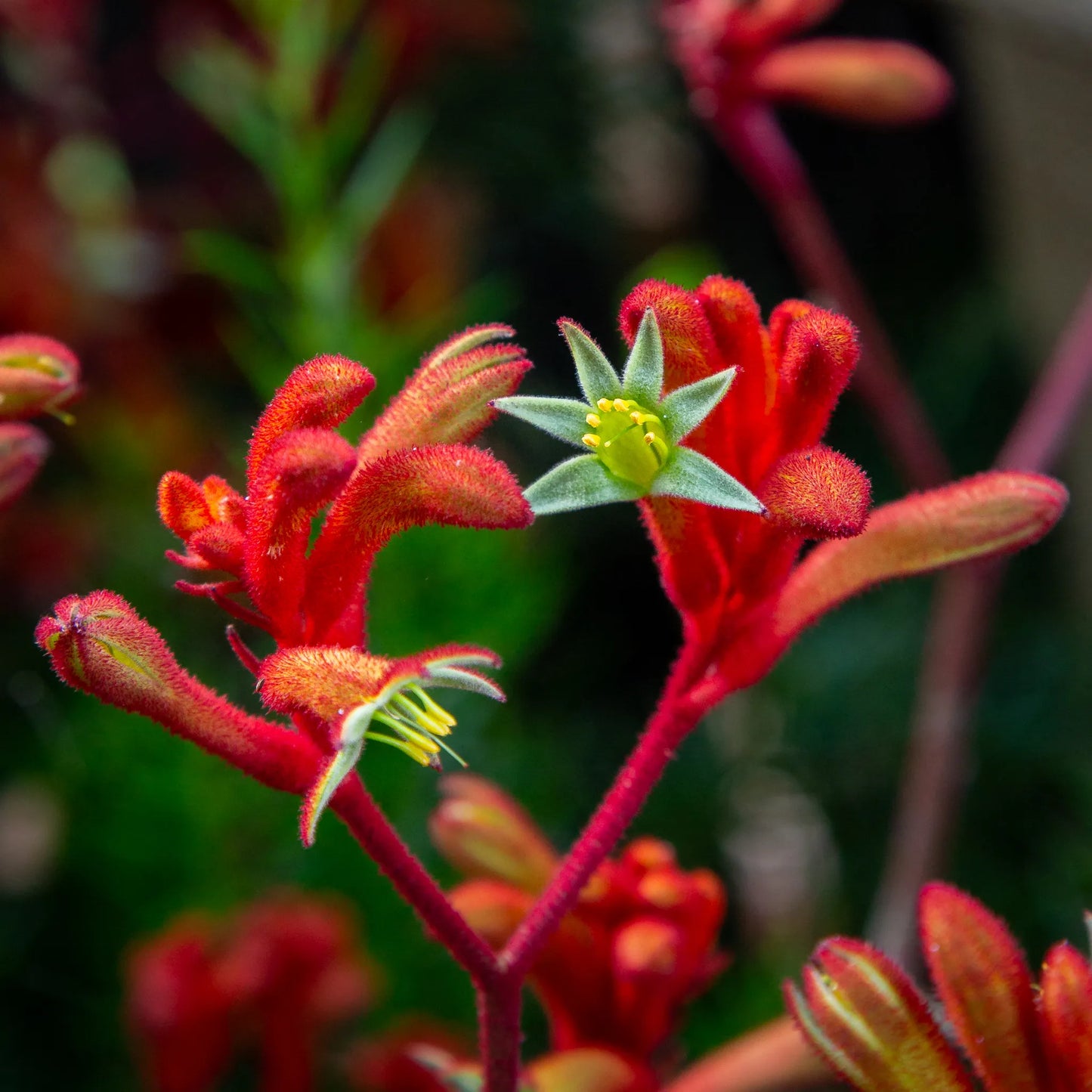 Anigozanthos 'Landscape Scarlet' (Landscape Scarlet Kangaroo Paw)