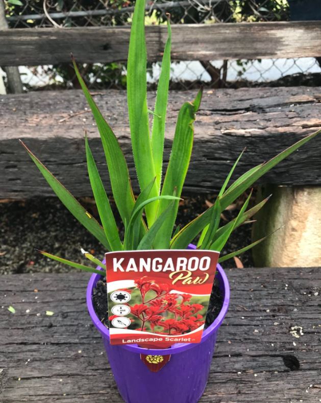Anigozanthos 'Landscape Scarlet' (Landscape Scarlet Kangaroo Paw)