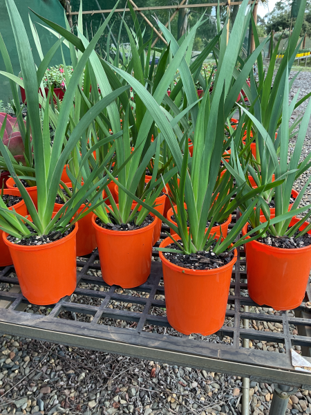 Anigozanthos Landscape Tangerine (Kangaroo Paw)