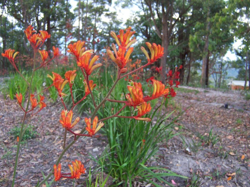 Anigozanthos Landscape Tangerine (Kangaroo Paw)