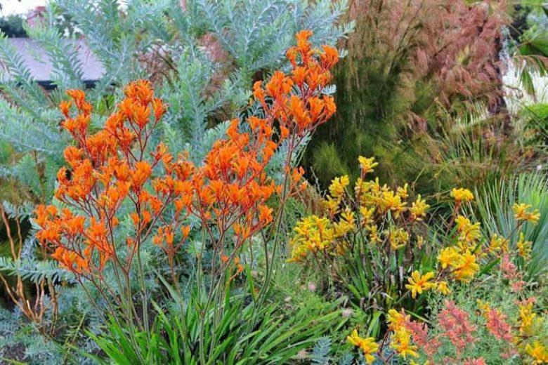 Anigozanthos Landscape Tangerine (Kangaroo Paw)