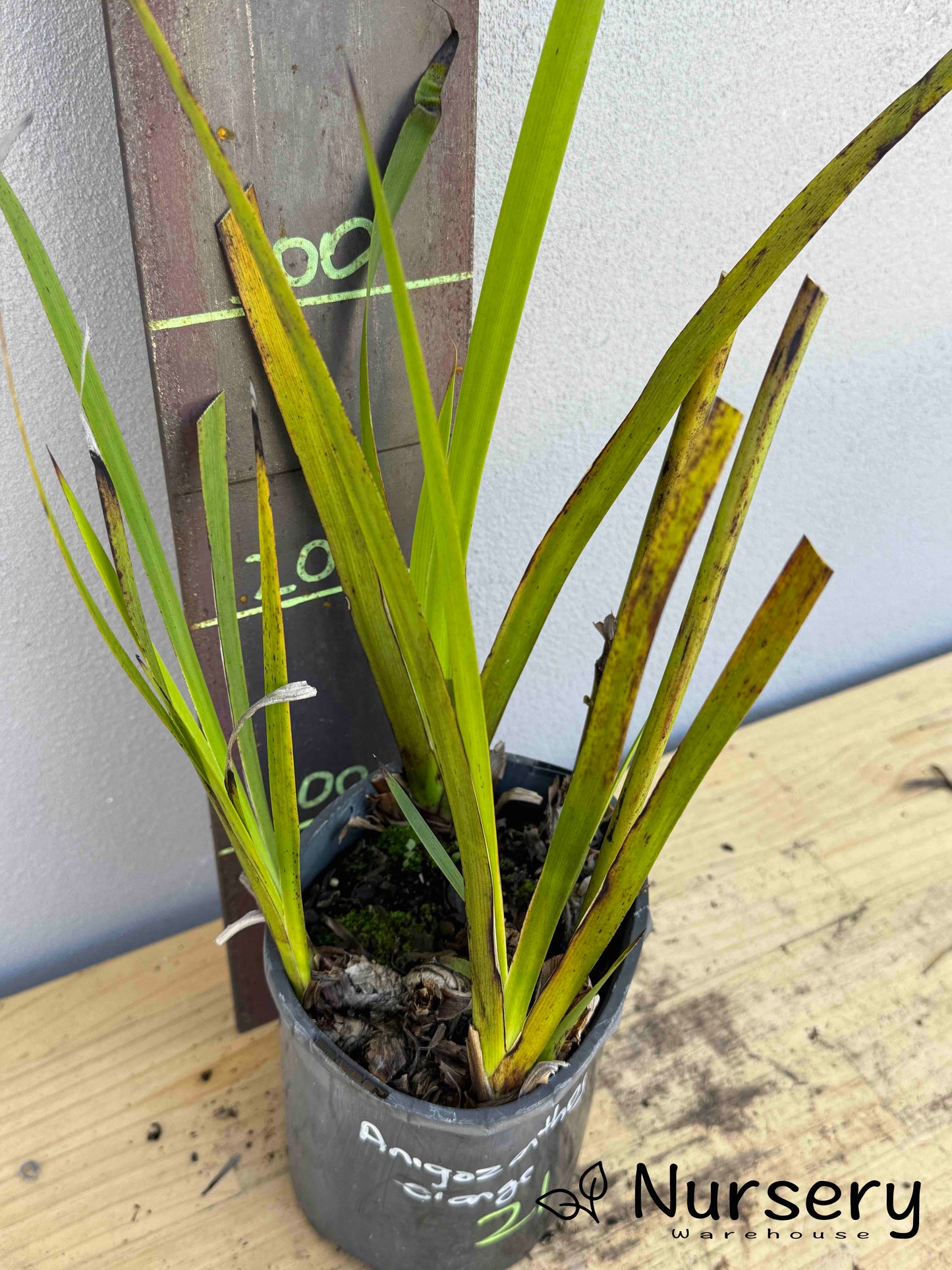 Anigozanthos 'Orange' (Kangaroo Paw Orange) (#021 & #013)
