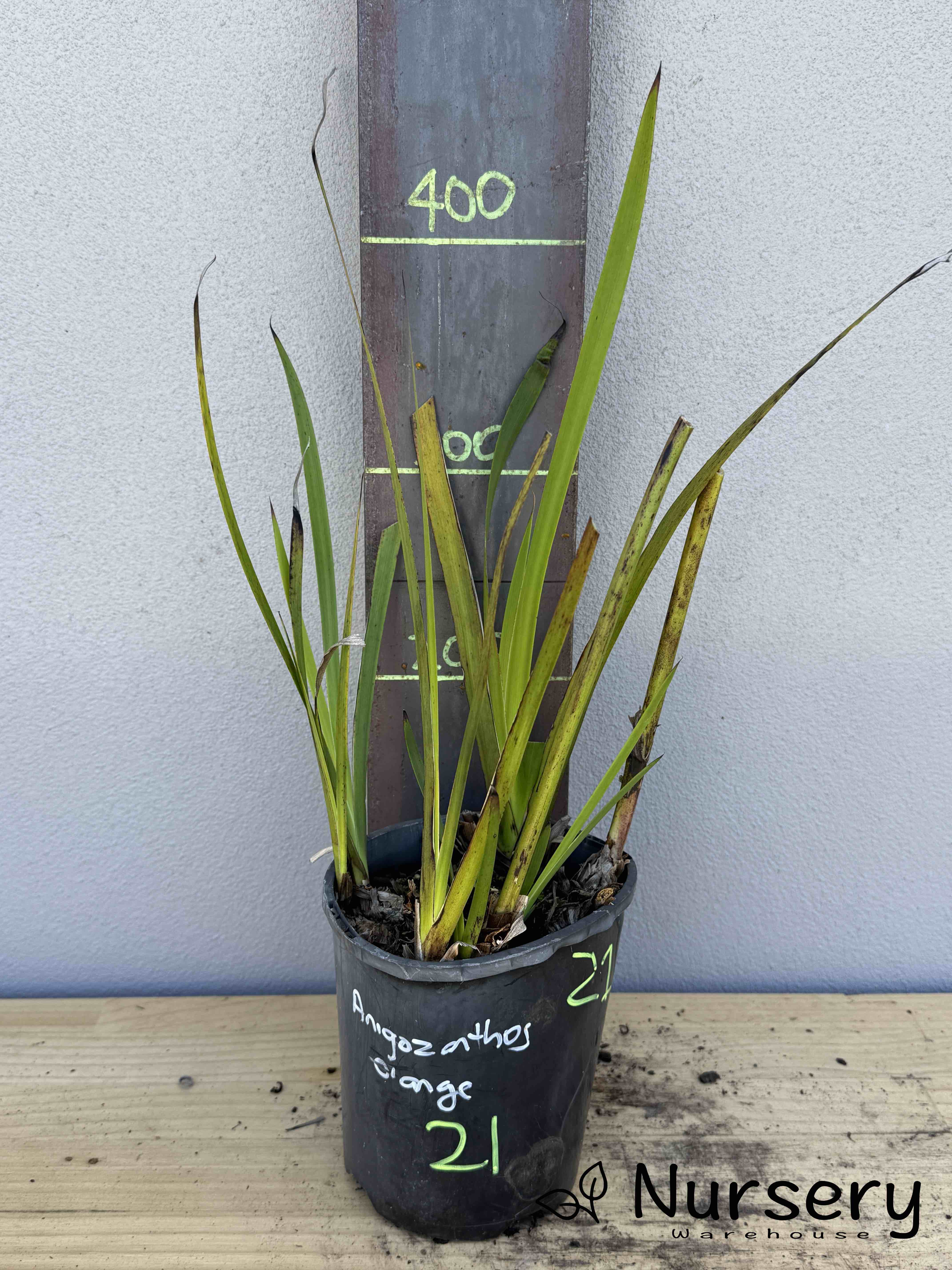 Anigozanthos 'Orange' (Kangaroo Paw Orange) (#021 & #013)