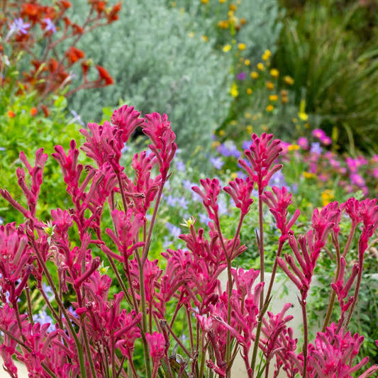 Anigozanthos 'Pink Beauty' (Pink Kangaroo Paw)
