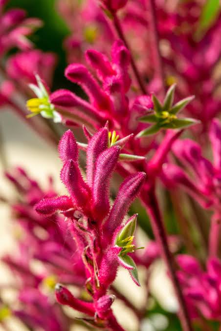 Anigozanthos 'Pink Beauty' (Pink Kangaroo Paw)