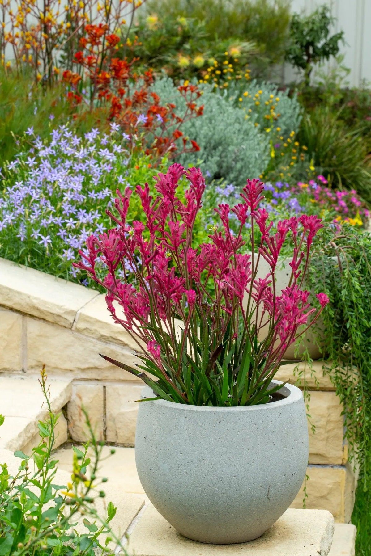 Anigozanthos 'Pink Beauty' (Pink Kangaroo Paw)